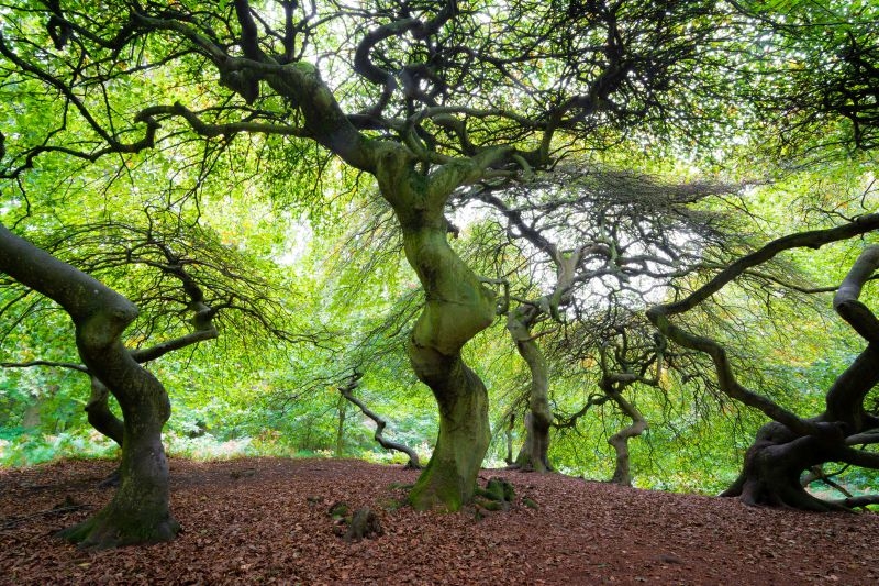 Wald bei Semper